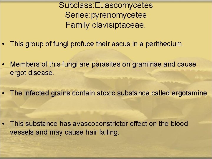 Subclass: Euascomycetes Series: pyrenomycetes Family: clavisiptaceae. • This group of fungi profuce their ascus