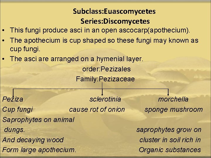 Subclass: Euascomycetes Series: Discomycetes • This fungi produce asci in an open ascocarp(apothecium). •