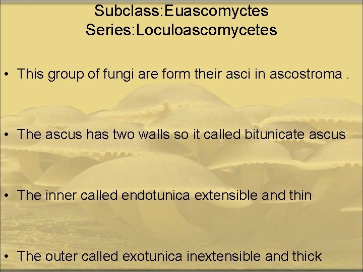 Subclass: Euascomyctes Series: Loculoascomycetes • This group of fungi are form their asci in
