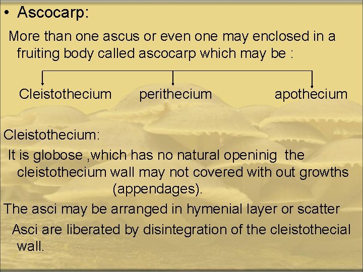  • Ascocarp: More than one ascus or even one may enclosed in a