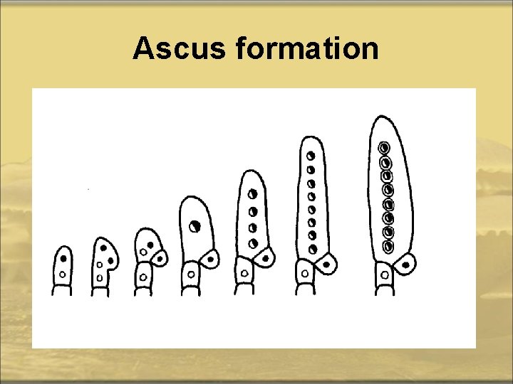 Ascus formation 