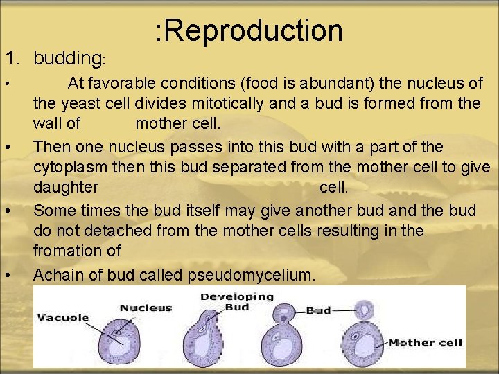 1. budding: • • : Reproduction At favorable conditions (food is abundant) the nucleus