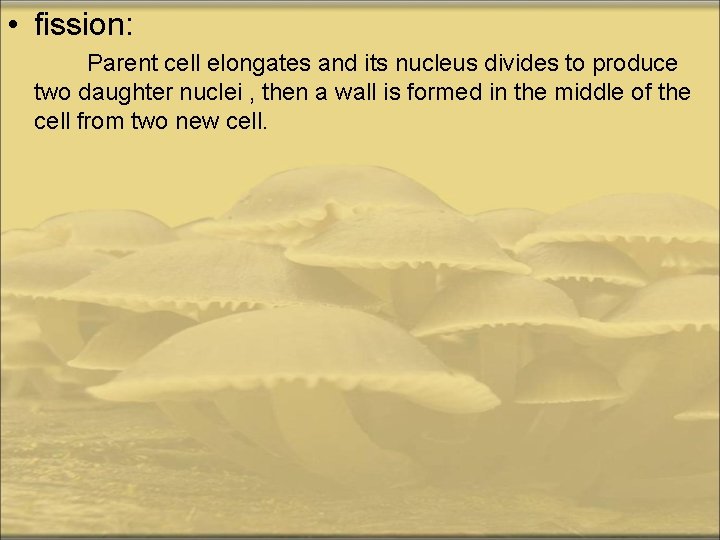  • fission: Parent cell elongates and its nucleus divides to produce two daughter