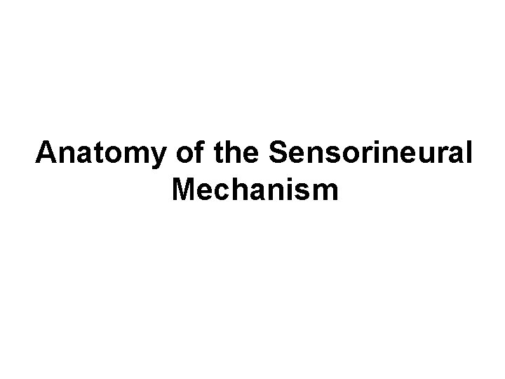 Anatomy of the Sensorineural Mechanism 