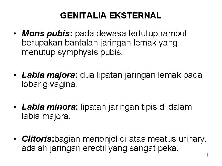 GENITALIA EKSTERNAL • Mons pubis: pada dewasa tertutup rambut berupakan bantalan jaringan lemak yang
