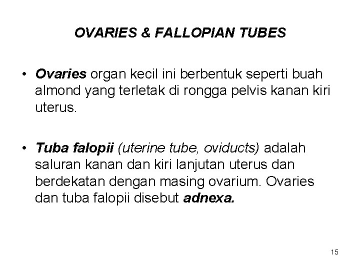OVARIES & FALLOPIAN TUBES • Ovaries organ kecil ini berbentuk seperti buah almond yang