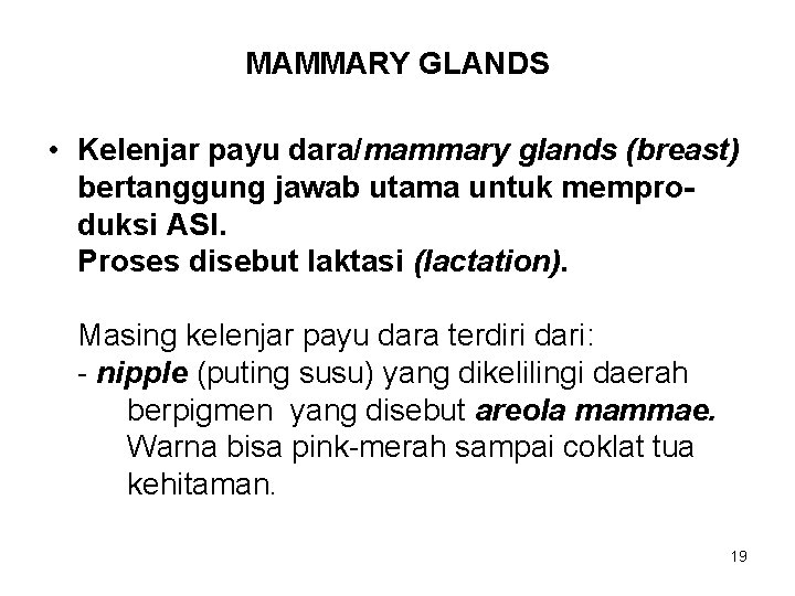 MAMMARY GLANDS • Kelenjar payu dara/mammary glands (breast) bertanggung jawab utama untuk memproduksi ASI.