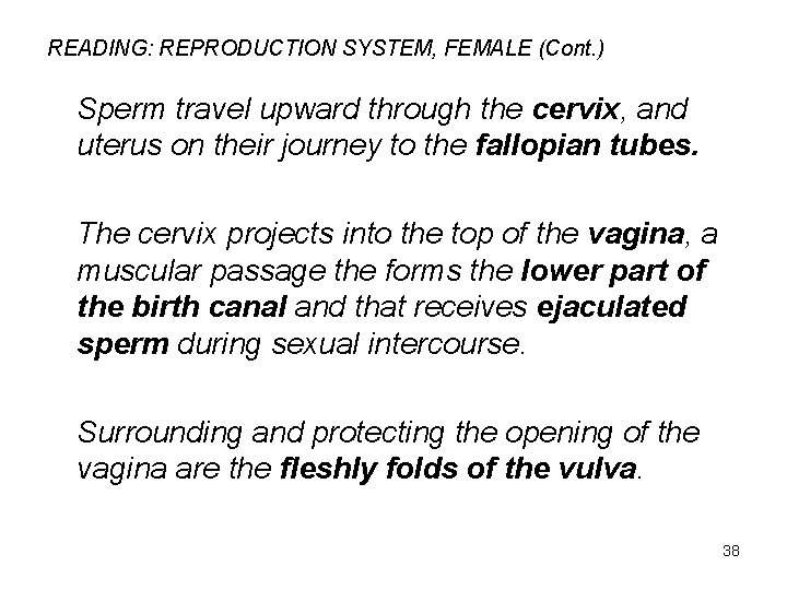 READING: REPRODUCTION SYSTEM, FEMALE (Cont. ) Sperm travel upward through the cervix, and uterus
