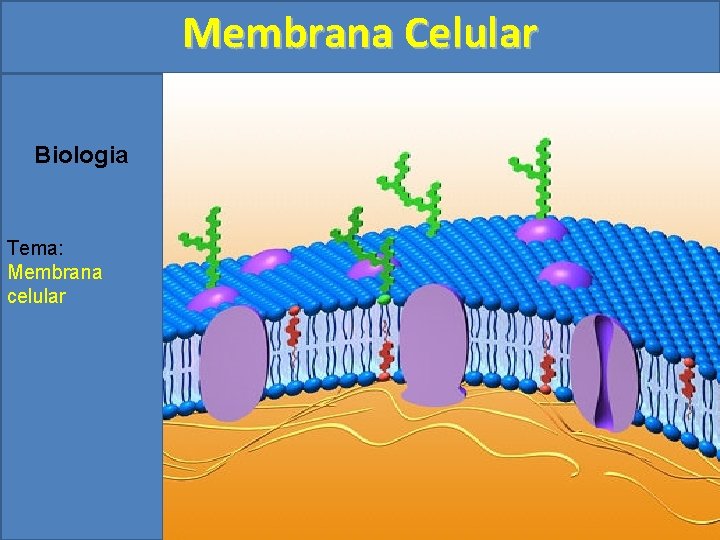 Membrana Celular Biologia Tema: Membrana celular 