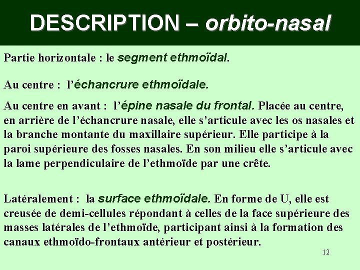 DESCRIPTION – orbito-nasal Partie horizontale : le segment ethmoïdal. Au centre : l’échancrure ethmoïdale. DESCRIPTION – orbito-nasal Partie horizontale : le segment ethmoïdal. Au centre : l’échancrure ethmoïdale.