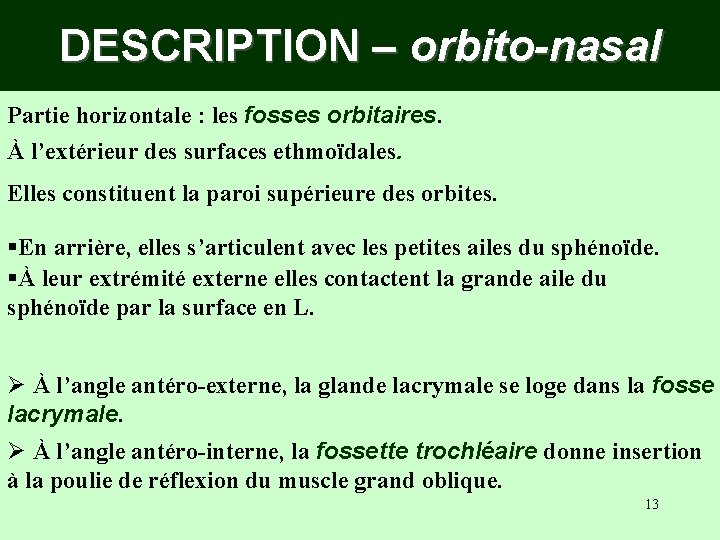 DESCRIPTION – orbito-nasal Partie horizontale : les fosses orbitaires. À l’extérieur des surfaces ethmoïdales. DESCRIPTION – orbito-nasal Partie horizontale : les fosses orbitaires. À l’extérieur des surfaces ethmoïdales.