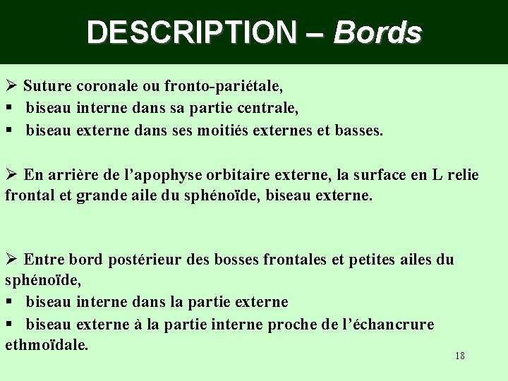 DESCRIPTION – Bords Ø Suture coronale ou fronto-pariétale, § biseau interne dans sa partie DESCRIPTION – Bords Ø Suture coronale ou fronto-pariétale, § biseau interne dans sa partie