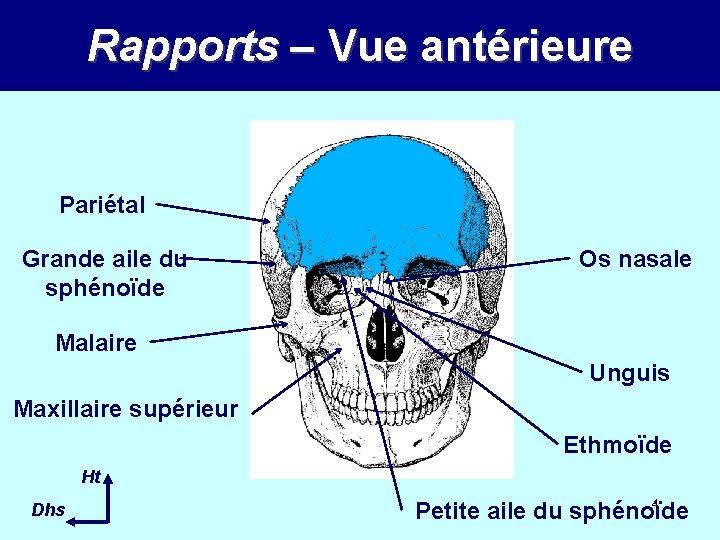 Rapports – Vue antérieure Pariétal Grande aile du sphénoïde Os nasale Malaire Unguis Maxillaire Rapports – Vue antérieure Pariétal Grande aile du sphénoïde Os nasale Malaire Unguis Maxillaire