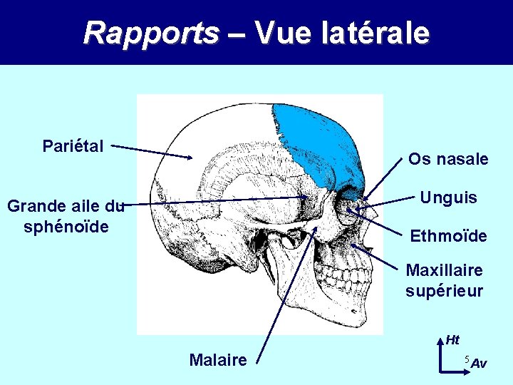 Rapports – Vue latérale Pariétal Os nasale Unguis Grande aile du sphénoïde Ethmoïde Maxillaire Rapports – Vue latérale Pariétal Os nasale Unguis Grande aile du sphénoïde Ethmoïde Maxillaire
