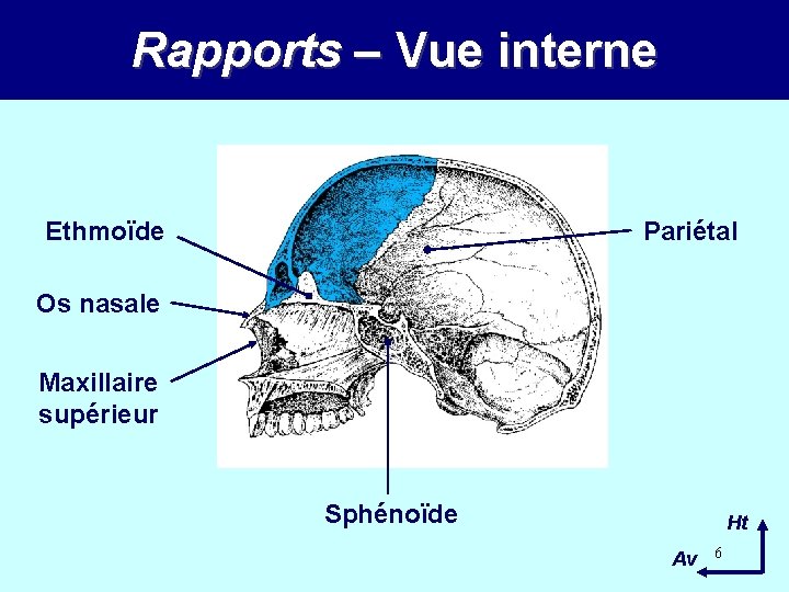 Rapports – Vue interne Ethmoïde Pariétal Os nasale Maxillaire supérieur Sphénoïde Ht Av 6 Rapports – Vue interne Ethmoïde Pariétal Os nasale Maxillaire supérieur Sphénoïde Ht Av 6