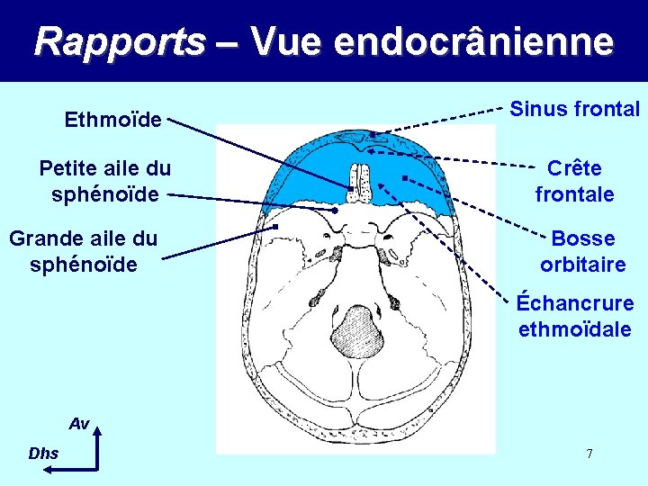 Rapports – Vue endocrânienne Ethmoïde Petite aile du sphénoïde Grande aile du sphénoïde Sinus Rapports – Vue endocrânienne Ethmoïde Petite aile du sphénoïde Grande aile du sphénoïde Sinus