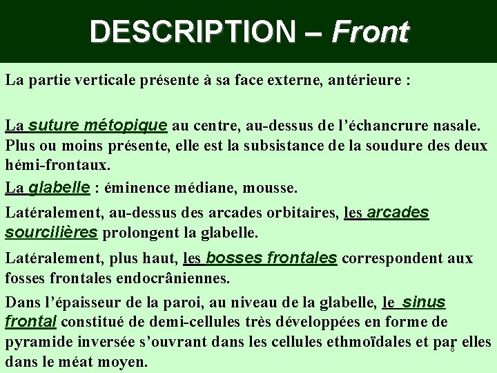 DESCRIPTION – Front La partie verticale présente à sa face externe, antérieure : La DESCRIPTION – Front La partie verticale présente à sa face externe, antérieure : La