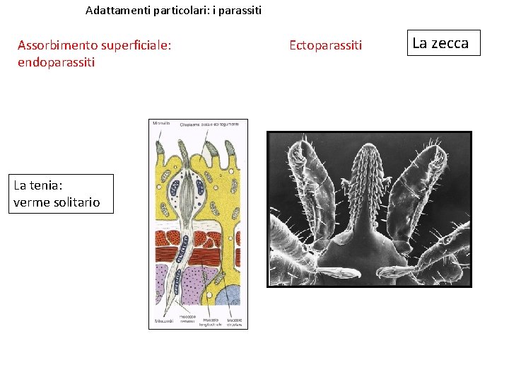 Adattamenti particolari: i parassiti Assorbimento superficiale: endoparassiti La tenia: verme solitario Ectoparassiti La zecca