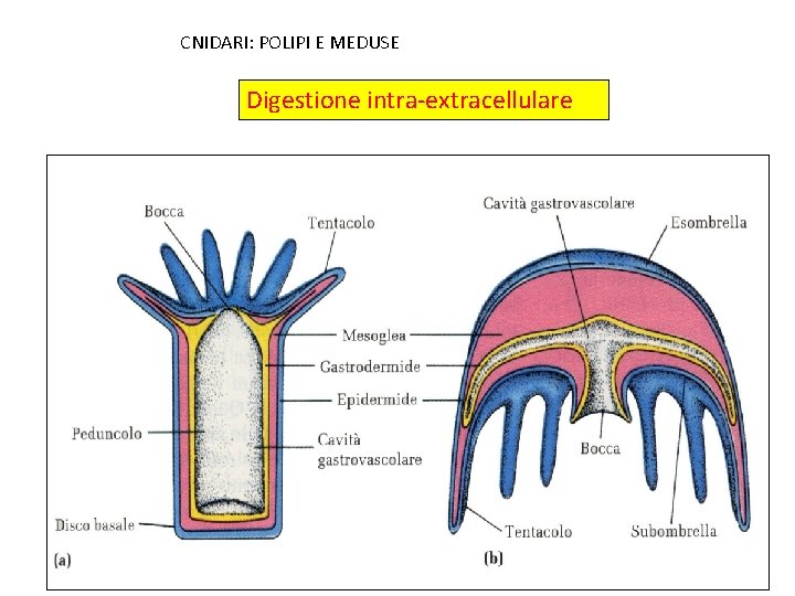 CNIDARI: POLIPI E MEDUSE Digestione intra-extracellulare 