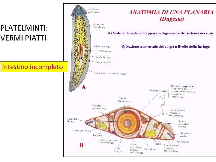 PLATELMINTI: VERMI PIATTI Intestino incompleto 