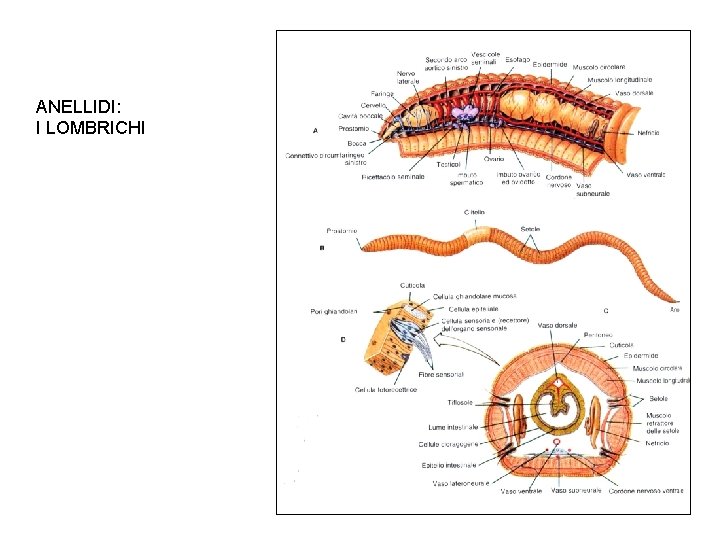 ANELLIDI: I LOMBRICHI 