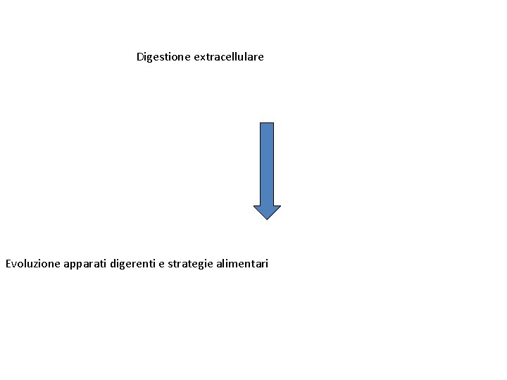 Digestione extracellulare Evoluzione apparati digerenti e strategie alimentari 