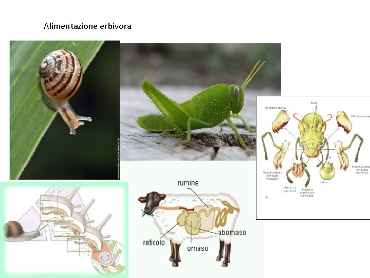 Alimentazione erbivora 