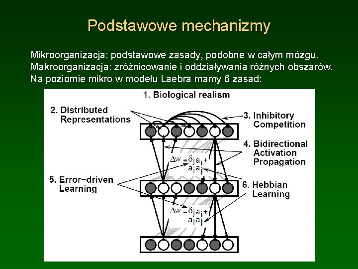 Podstawowe mechanizmy Mikroorganizacja: podstawowe zasady, podobne w całym mózgu. Makroorganizacja: zróżnicowanie i oddziaływania różnych