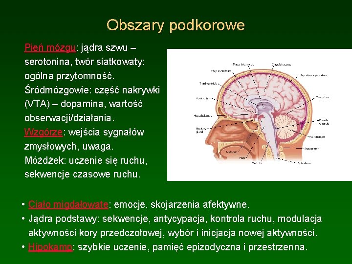 Obszary podkorowe Pień mózgu: jądra szwu – serotonina, twór siatkowaty: ogólna przytomność. Śródmózgowie: część