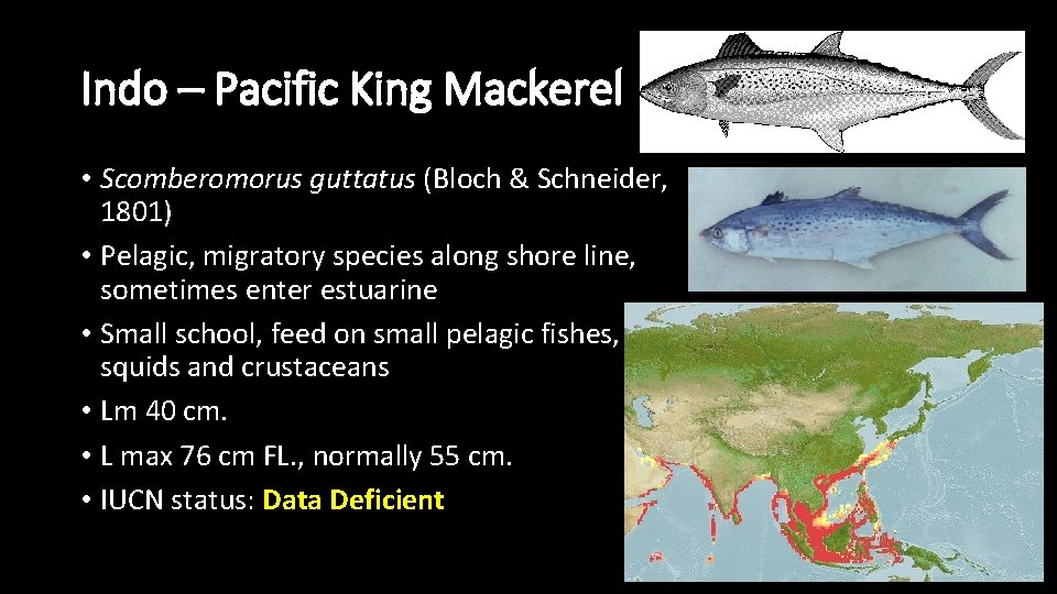 Indo – Pacific King Mackerel • Scomberomorus guttatus (Bloch & Schneider, 1801) • Pelagic,