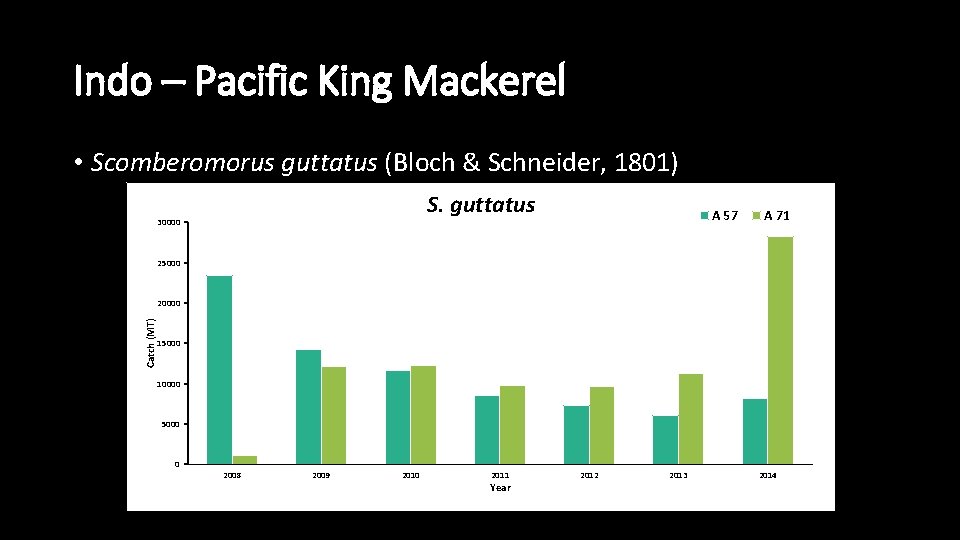 Indo – Pacific King Mackerel • Scomberomorus guttatus (Bloch & Schneider, 1801) S. guttatus