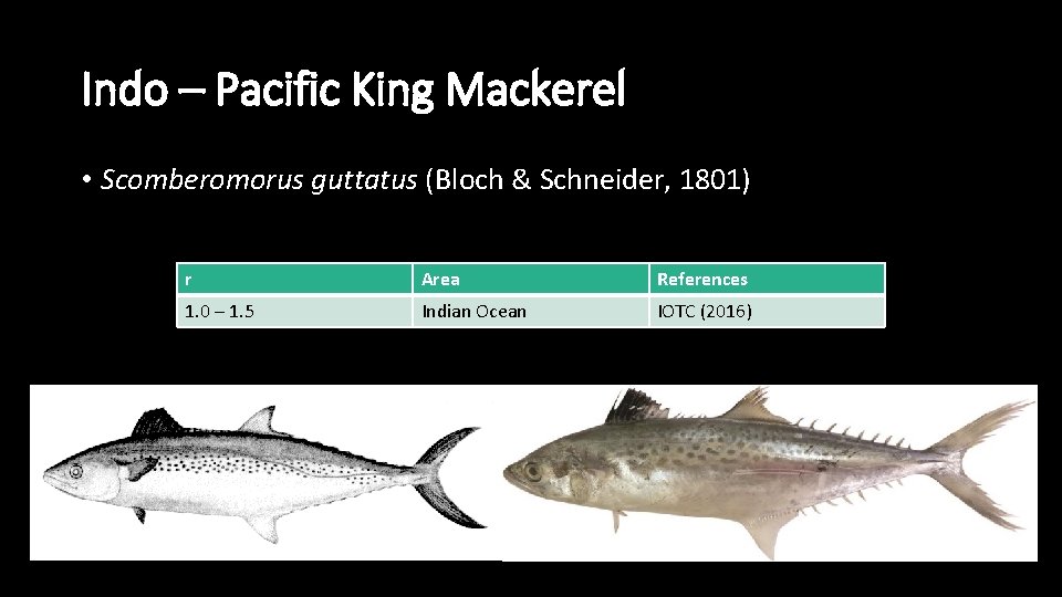 Indo – Pacific King Mackerel • Scomberomorus guttatus (Bloch & Schneider, 1801) r Area