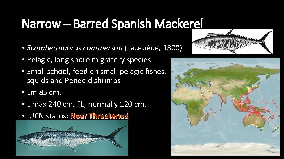 Narrow – Barred Spanish Mackerel • Scomberomorus commerson (Lacepède, 1800) • Pelagic, long shore