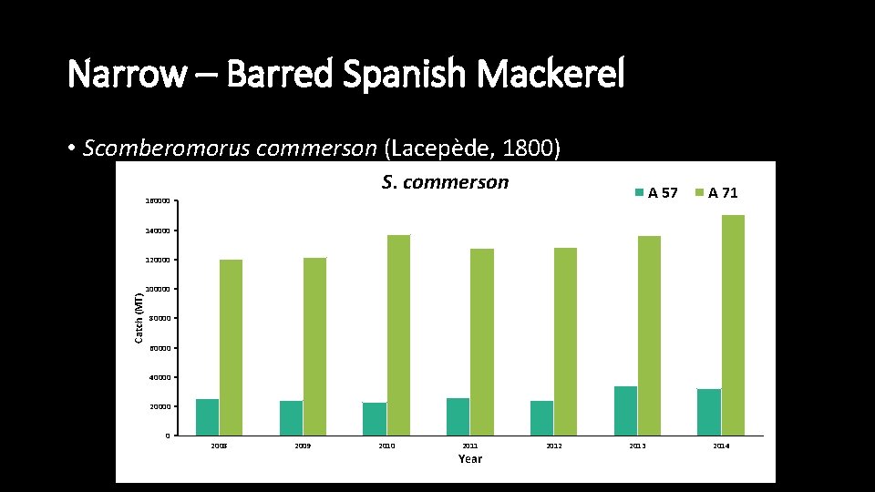 Narrow – Barred Spanish Mackerel • Scomberomorus commerson (Lacepède, 1800) S. commerson A 57