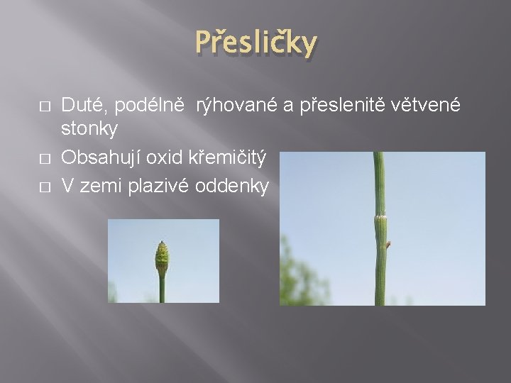 Přesličky � � � Duté, podélně rýhované a přeslenitě větvené stonky Obsahují oxid křemičitý