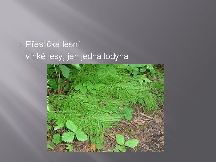 � Přeslička lesní vlhké lesy, jen jedna lodyha 