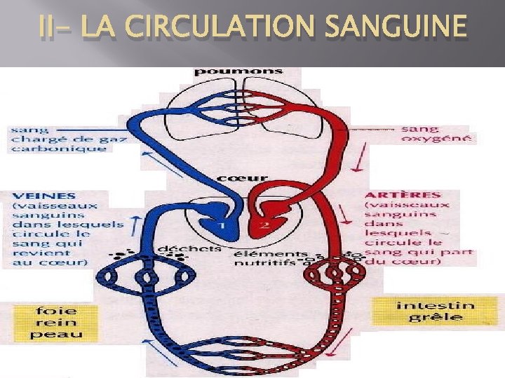 II- LA CIRCULATION SANGUINE 