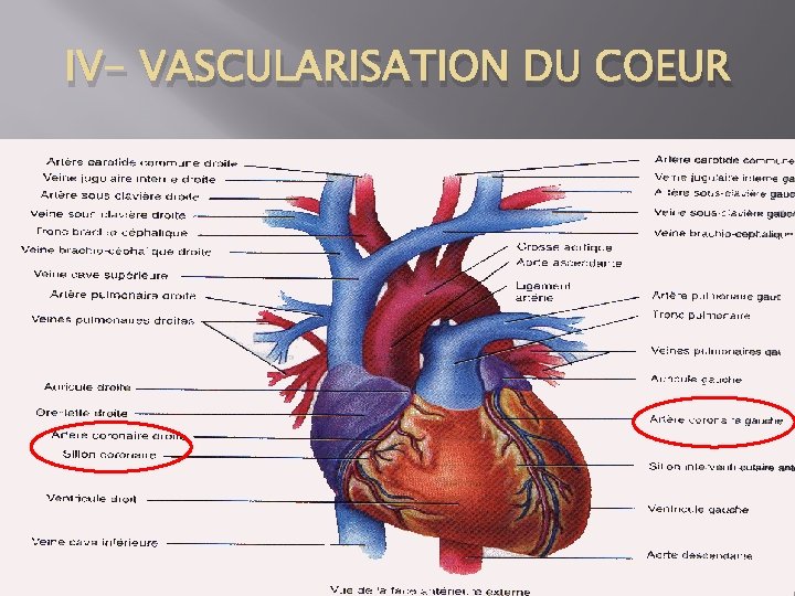 IV- VASCULARISATION DU COEUR 