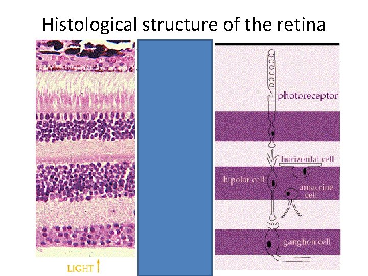 Histological structure of the retina 