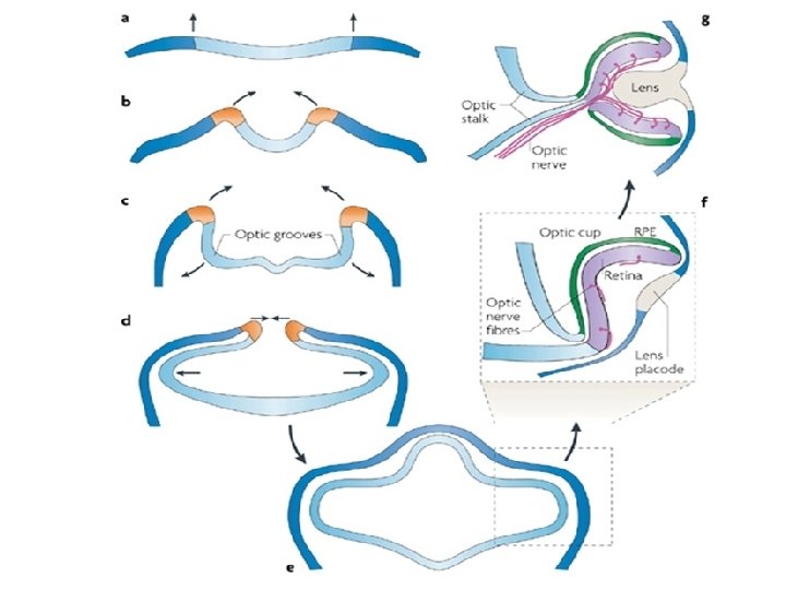 Development of the retina 