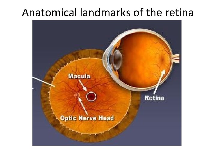 Anatomical landmarks of the retina 