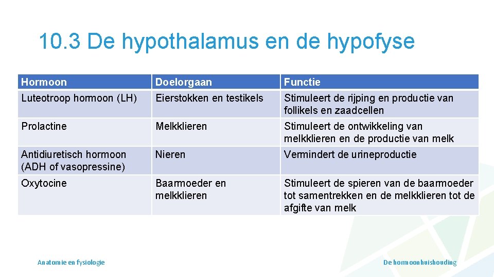 10. 3 De hypothalamus en de hypofyse Hormoon Doelorgaan Functie Luteotroop hormoon (LH) Eierstokken