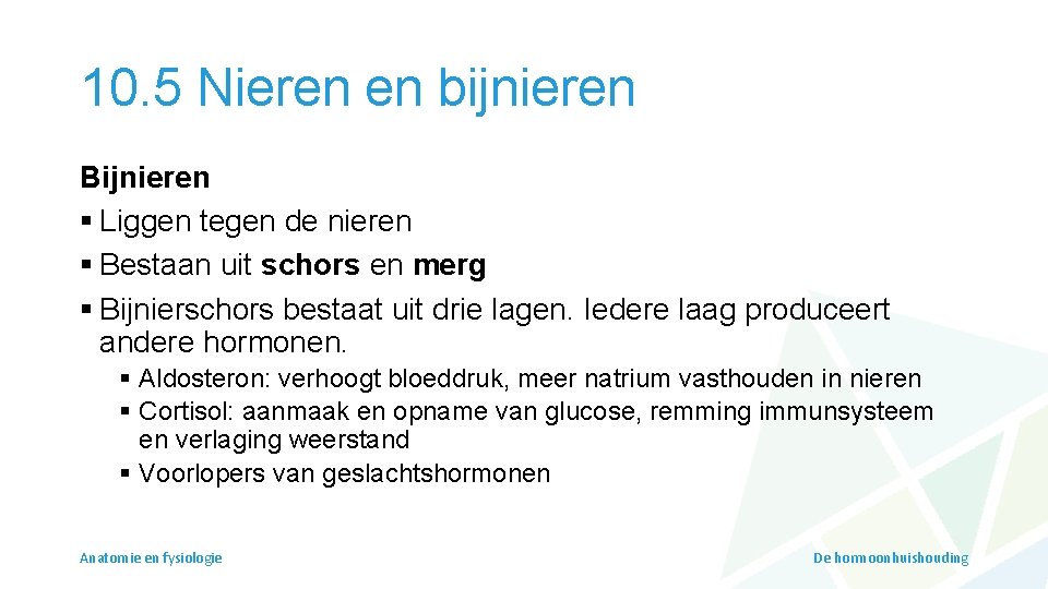 10. 5 Nieren en bijnieren Bijnieren § Liggen tegen de nieren § Bestaan uit