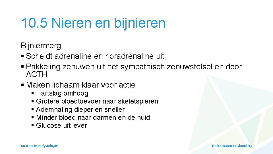 10. 5 Nieren en bijnieren Bijniermerg § Scheidt adrenaline en noradrenaline uit § Prikkeling