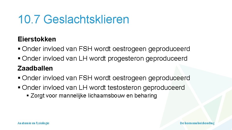 10. 7 Geslachtsklieren Eierstokken § Onder invloed van FSH wordt oestrogeen geproduceerd § Onder