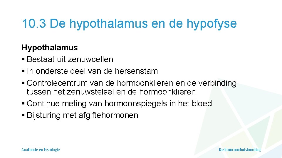 10. 3 De hypothalamus en de hypofyse Hypothalamus § Bestaat uit zenuwcellen § In