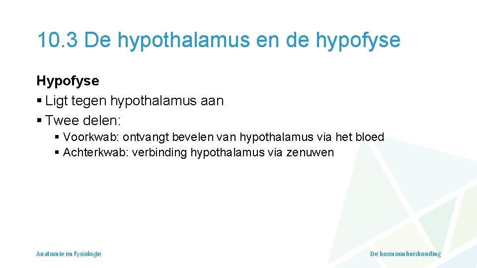 10. 3 De hypothalamus en de hypofyse Hypofyse § Ligt tegen hypothalamus aan §