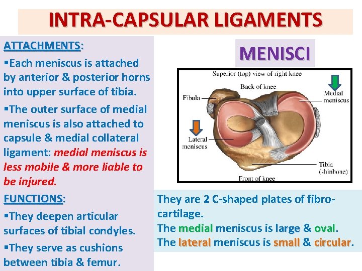 INTRA-CAPSULAR LIGAMENTS ATTACHMENTS: §Each meniscus is attached by anterior & posterior horns into upper