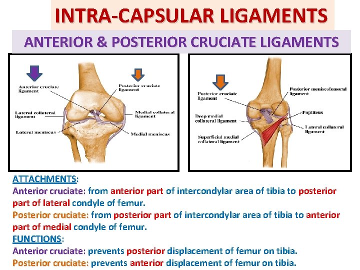 INTRA-CAPSULAR LIGAMENTS ANTERIOR & POSTERIOR CRUCIATE LIGAMENTS ATTACHMENTS: Anterior cruciate: from anterior part of