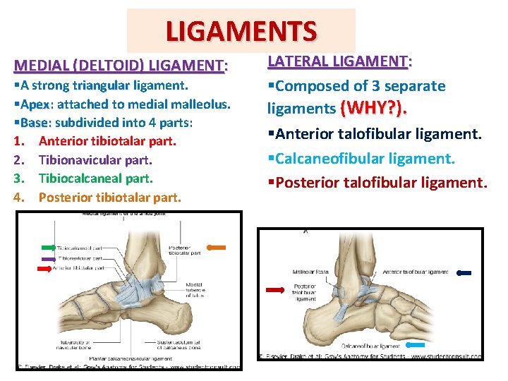 LIGAMENTS MEDIAL (DELTOID) LIGAMENT: §A strong triangular ligament. §Apex: attached to medial malleolus. §Base: